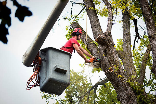 Best Large Tree Removal  in Moyock, NC